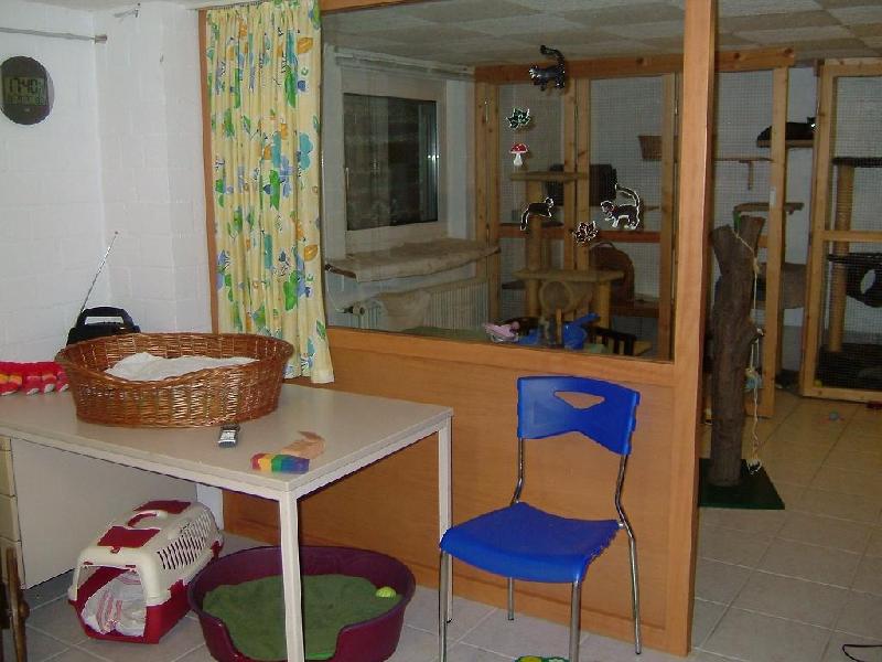 Katzenpension 